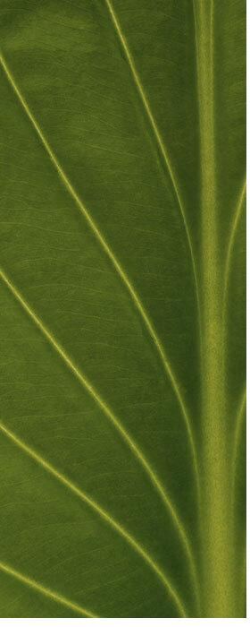 Fresh green leaf